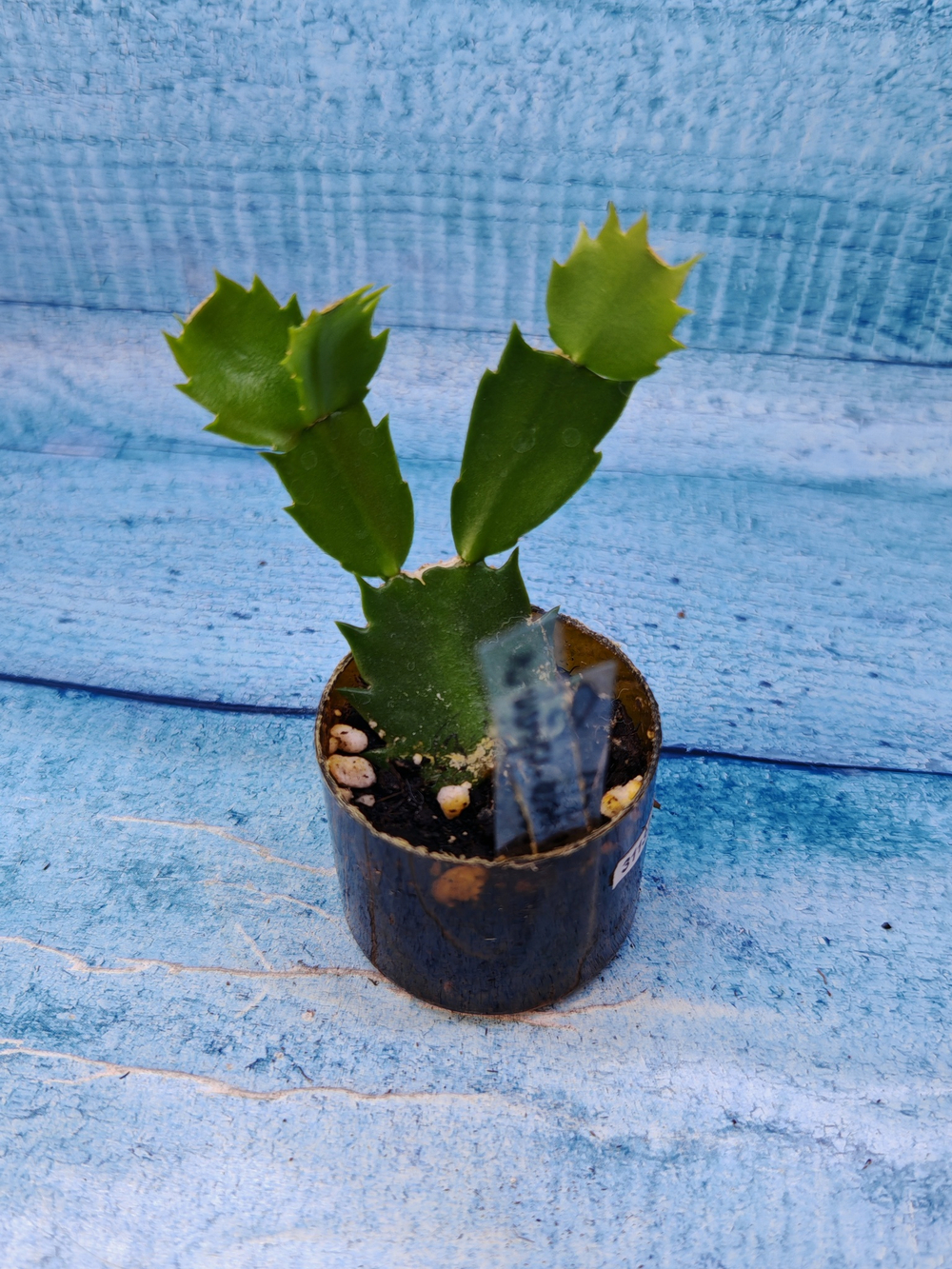 Schlumbergera cv. Rosa Brazil (Шлюмбергера)