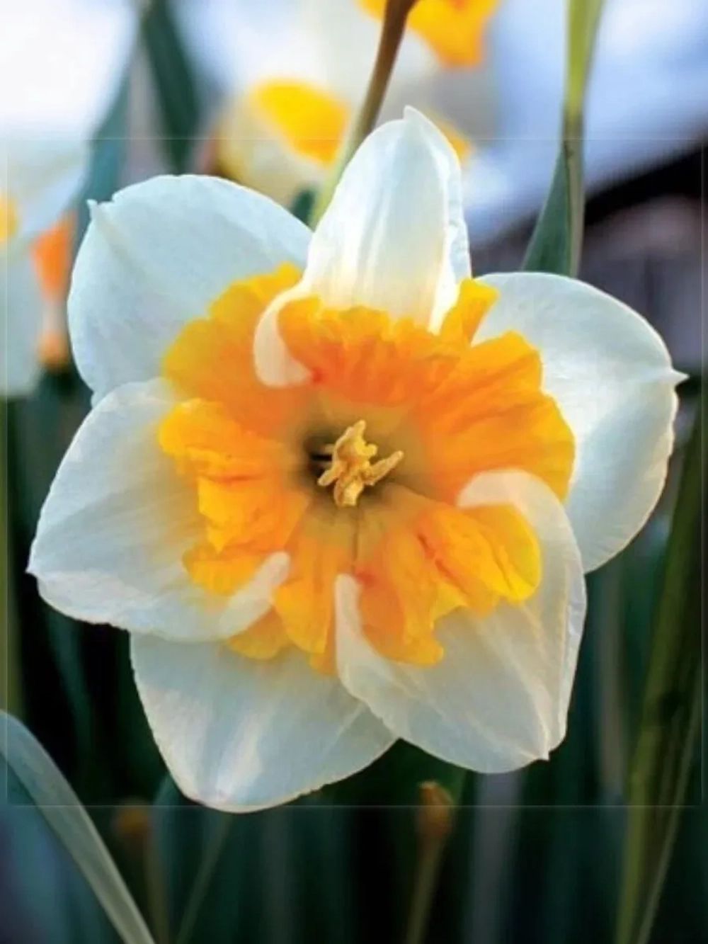 Нарцисс Разрезнокорончатый Лав Колл