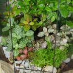 Готовый флорариум Ботанический сад с бонсай XL