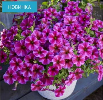 Петуния ампельная петхоа BeautiCal Rose Star (П10)