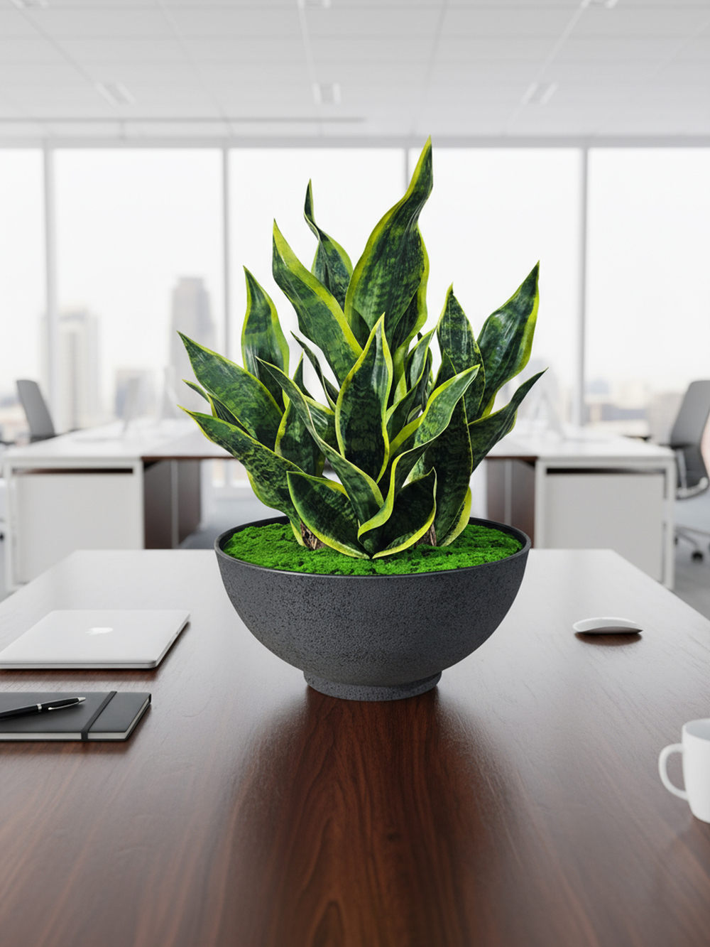 Щучий Хвост в большой чаше Лофт