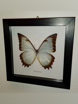 Бабочка Morpho theseus в рамке