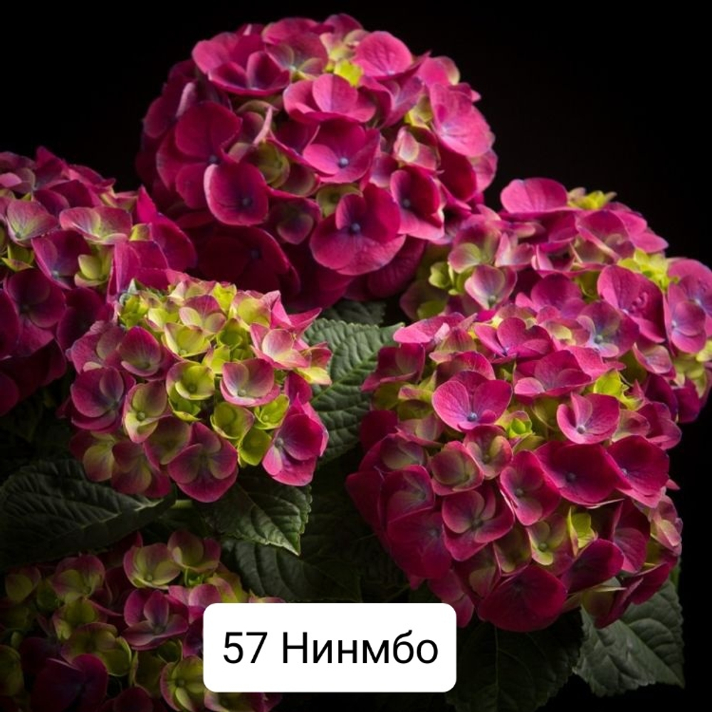 Ningbo / Нингбо (малиновый)