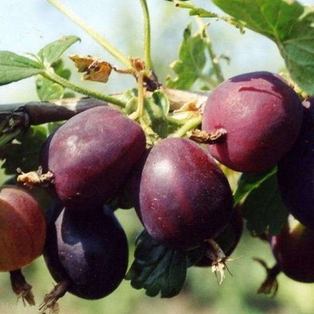 Крыжовник Черносливовый