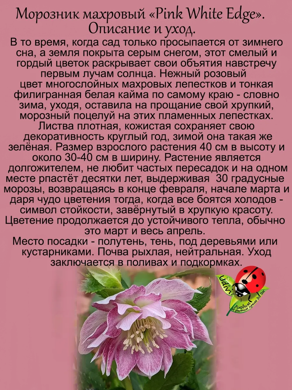 Морозник Розовый с белой окантовкой Дабл Пинк Уайт Эдж