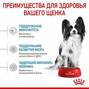 Уценка! Срок до 06.2024/ Корм для щенков миниатюрных пород Royal Canin X-Small Puppy