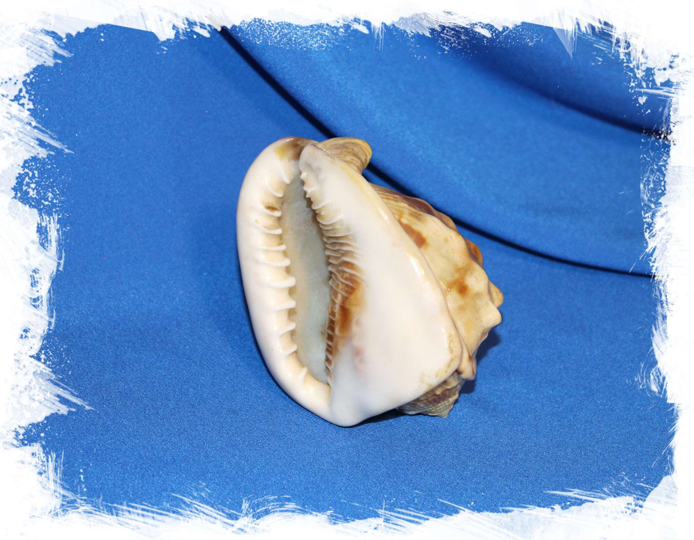 Ракушка Кассис альба (фламмея), Cassis alba. Купить