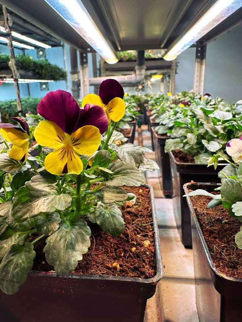 Фитолампа для растений линейная VA-2 120 см 20Вт