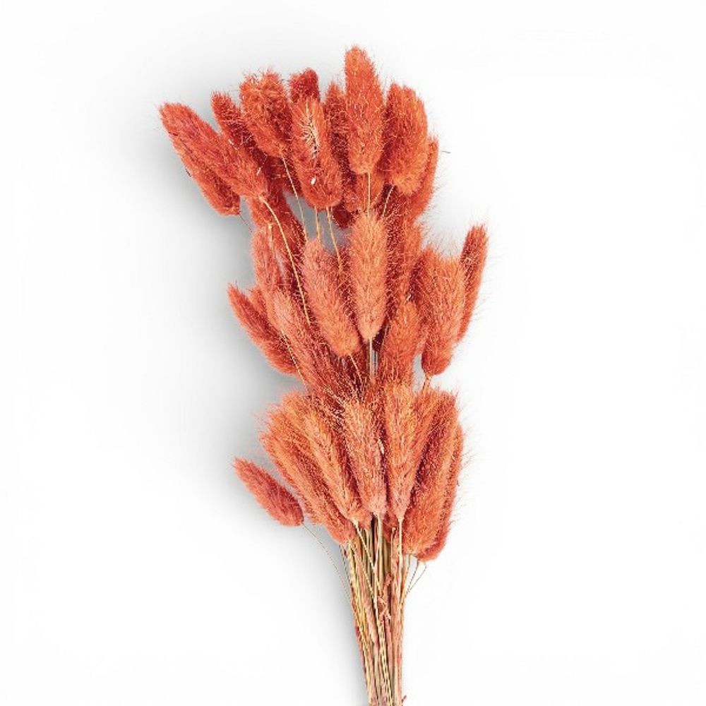 Сухоцветы ЛАГУРУС БЕЖЕВО-РОЗОВЫЙ 65см 34гр