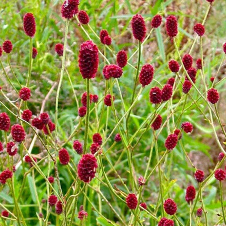 Кровохлебка лекарственная Ред Тандер С2