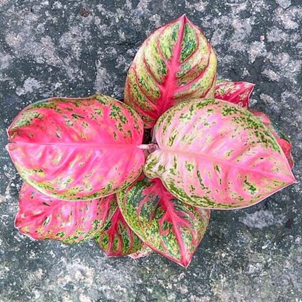 Аглаонема SOMBAT SIAM PINK