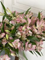 Альстромерия в розовом оттенке