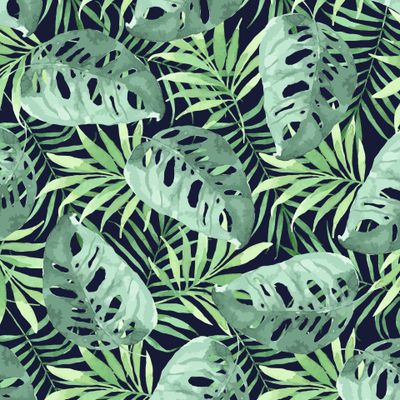 Тропики, монстера на темном фоне