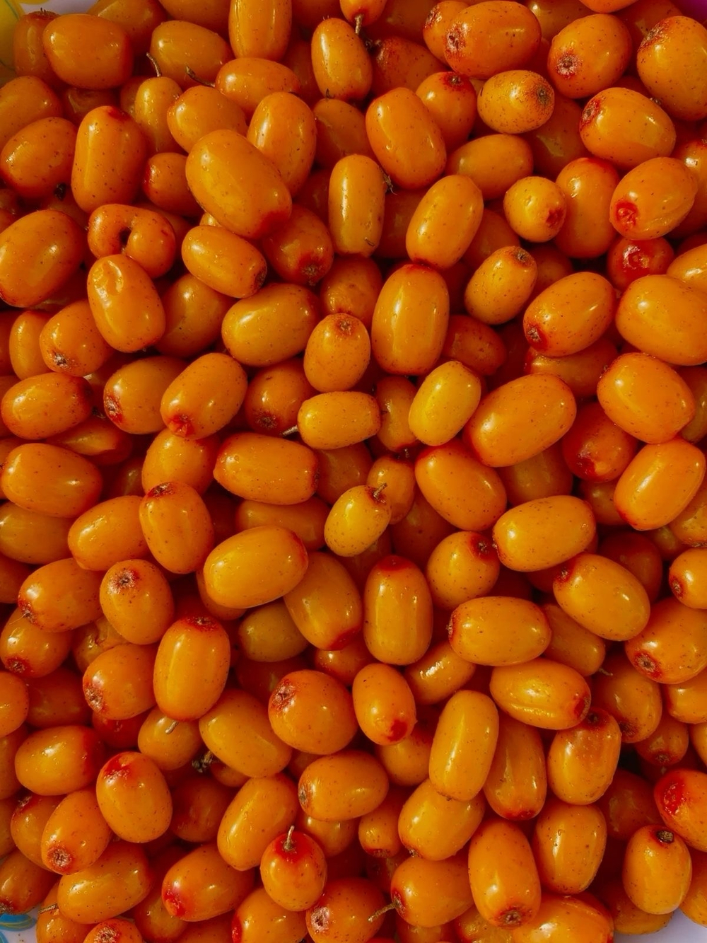 Облепиха спелая