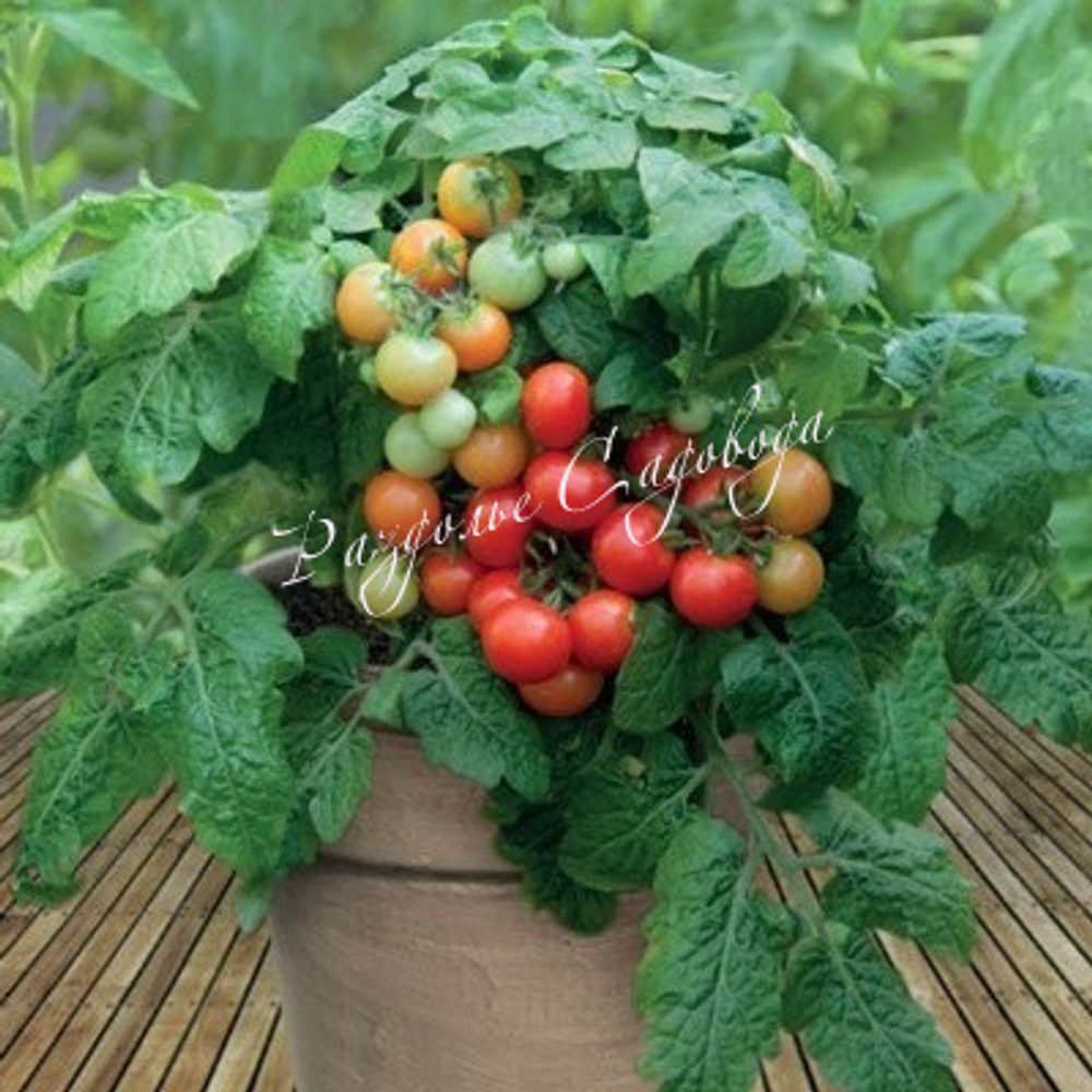 Томат детерминантный черри красный (горшок 0.8 л)