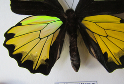 Бабочка Troides prattorum в рамке