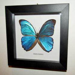 Бабочка Morpho menelaus в рамке
