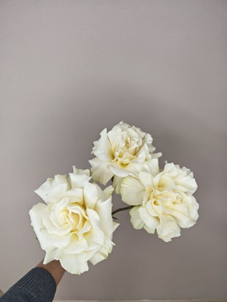 Французская роза белая