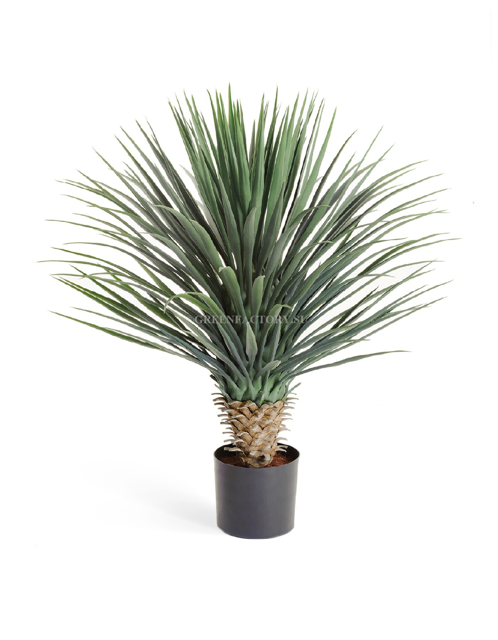 Юкка Рострата куст