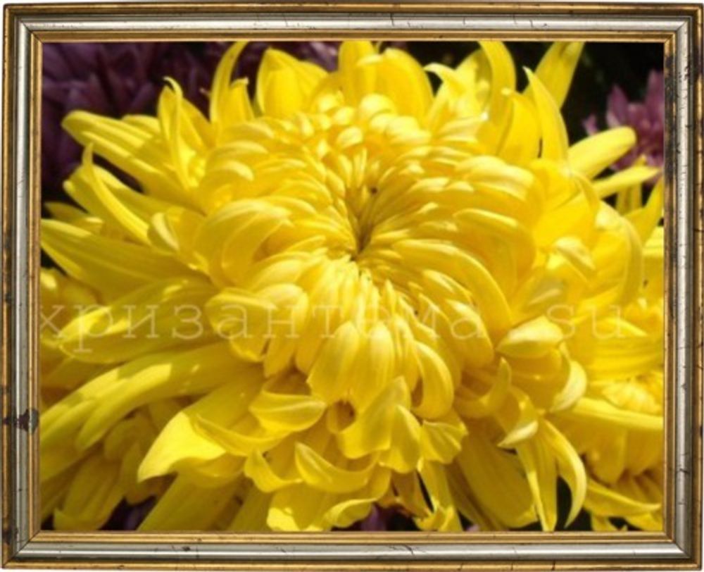 Хризантема домашняя Triumph yellow