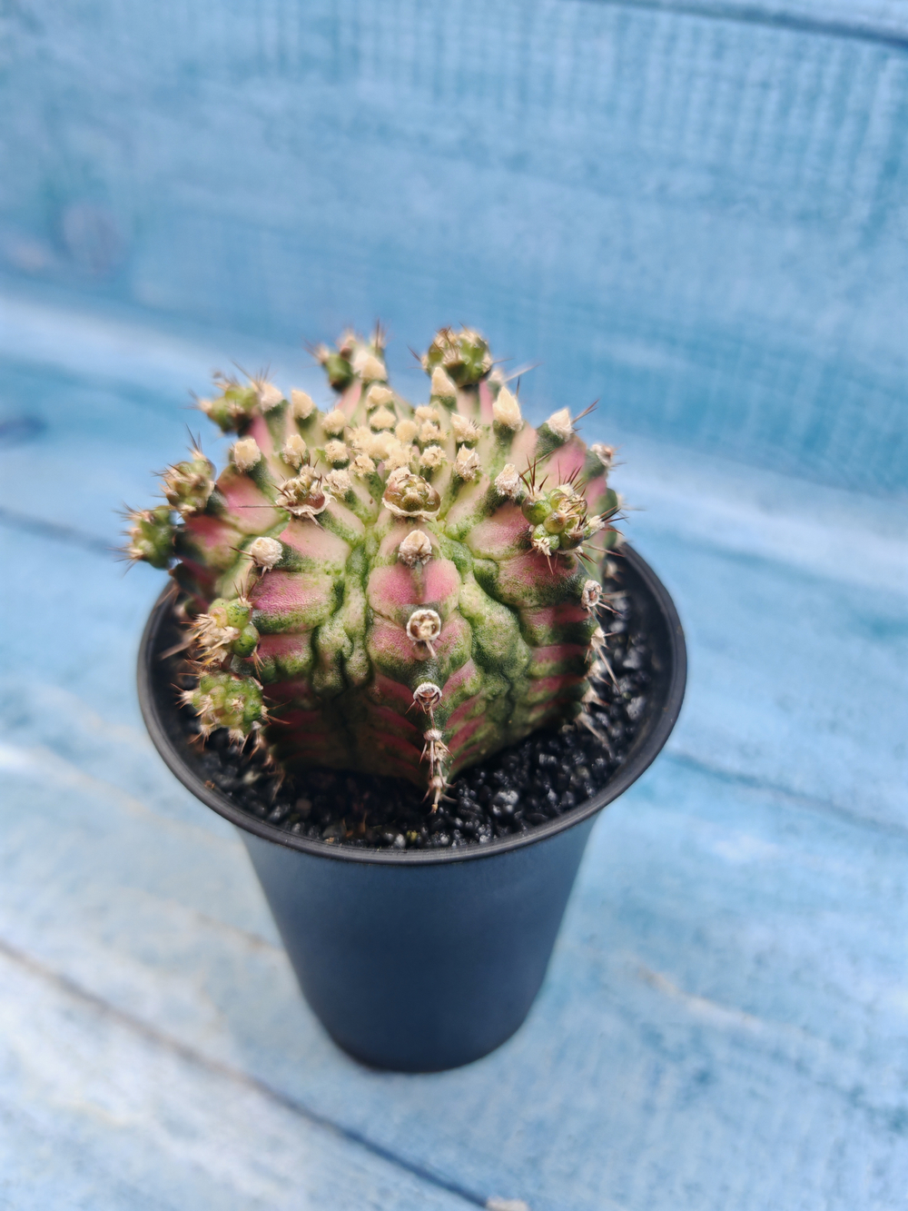 Gymnocalycium T-Rex Pink hybride (Гимнокалициум T-rex)