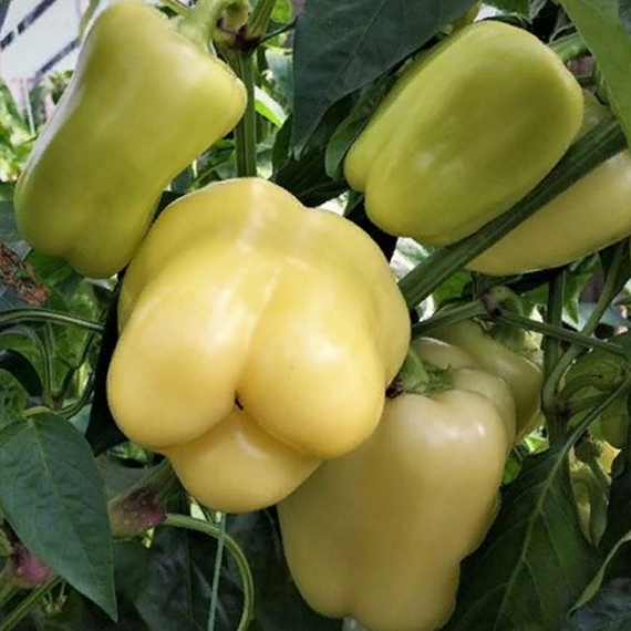 Бланчина F1 семена перца сладкого (Enza Zaden / ALEXAGRO) культура – фото 2