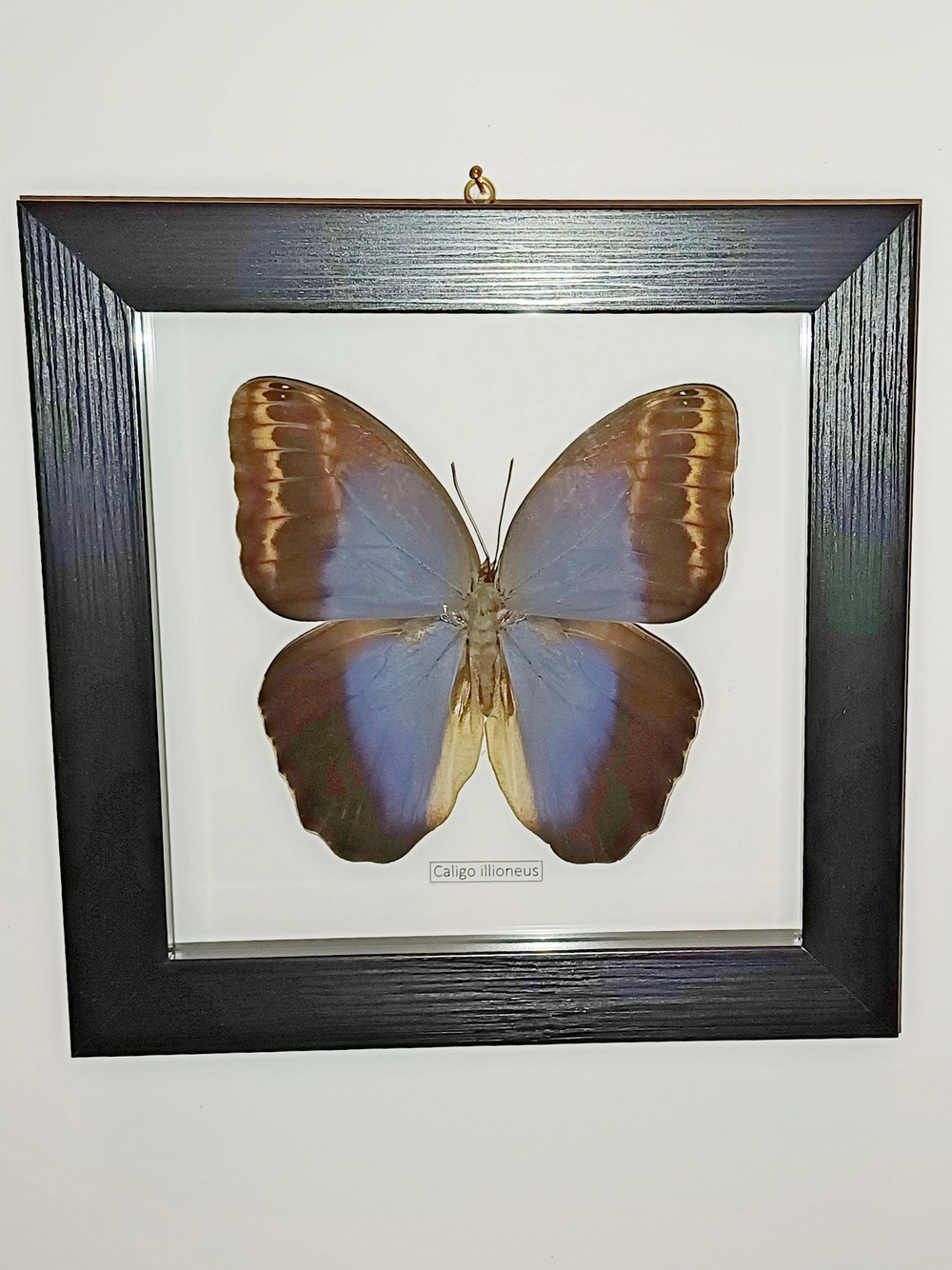 Бабочка Caligo illioneus в рамке