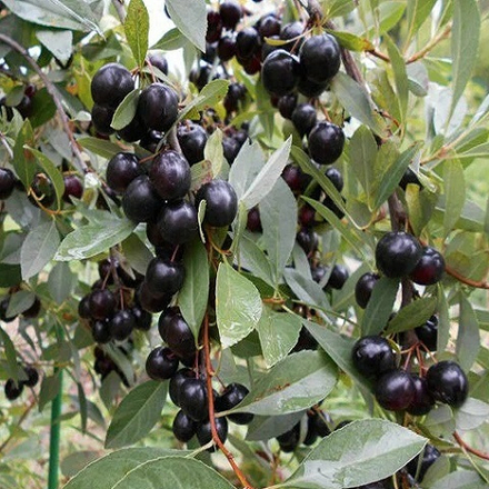 Сливово-вишнёвый гибрид Опата