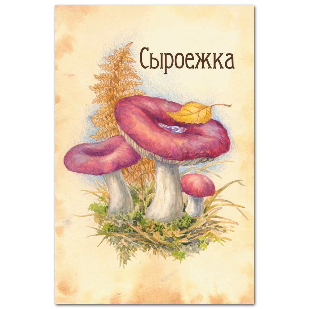 Сыроежка