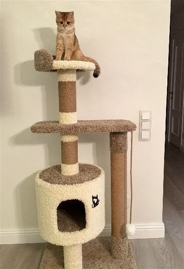 Домик для кота Д-2