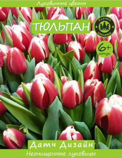Тюльпан Луковица, Датч Дизайн 6+ шт
