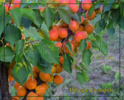 Абрикос Снегирек