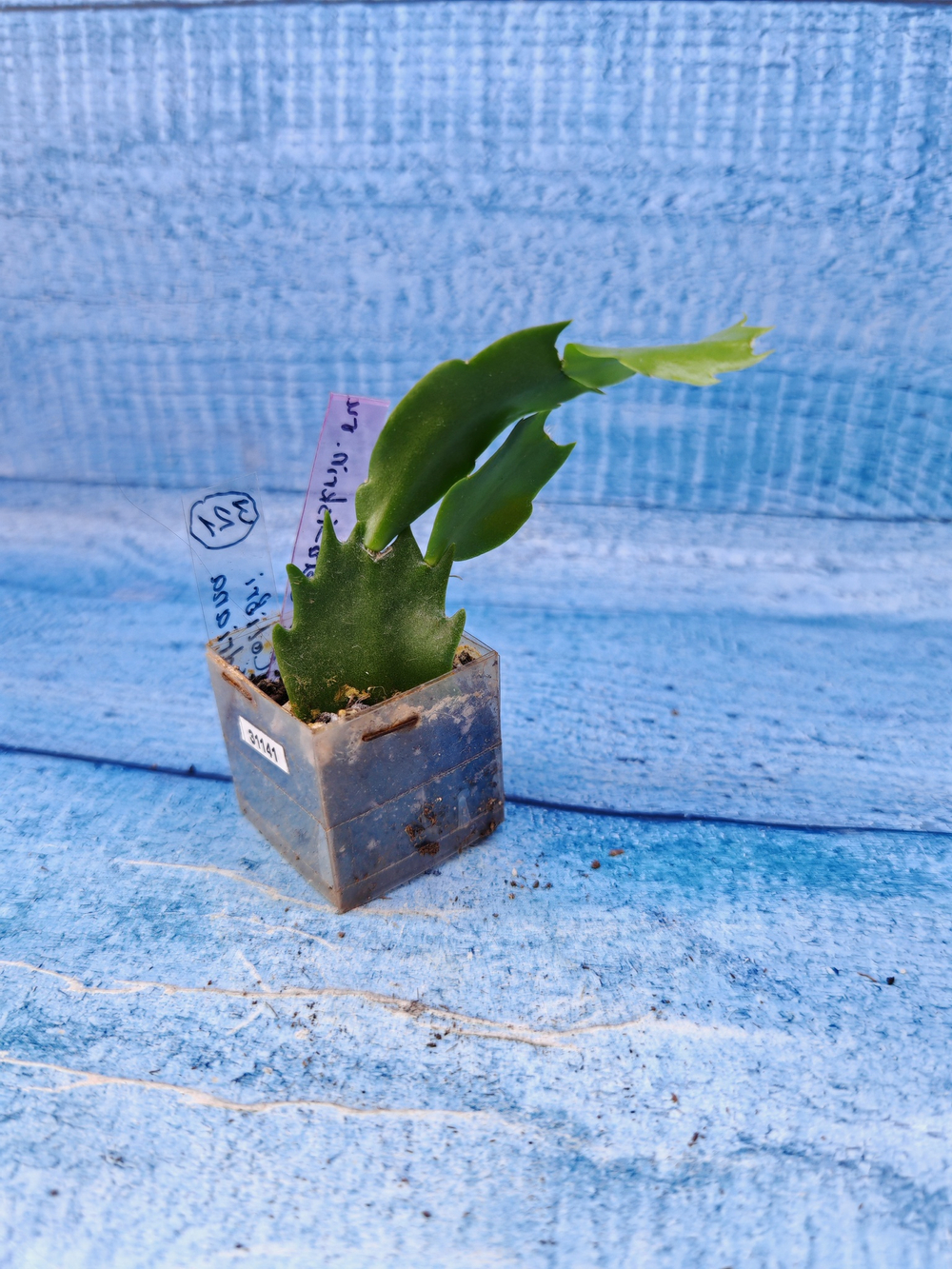Schlumbergera cv. Colibri Adriana (Шлюмбергера)