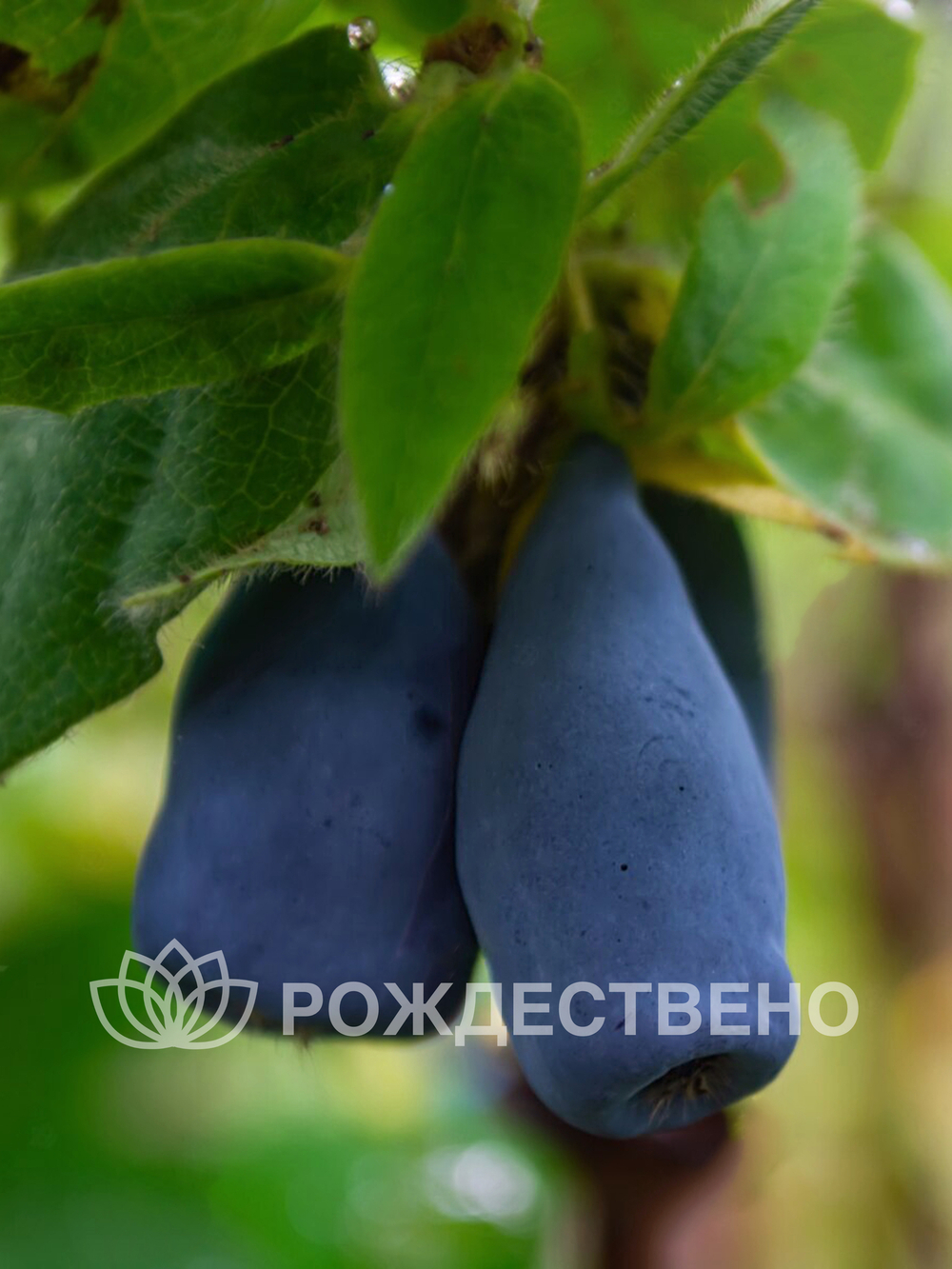 Жимолость Звездочка
