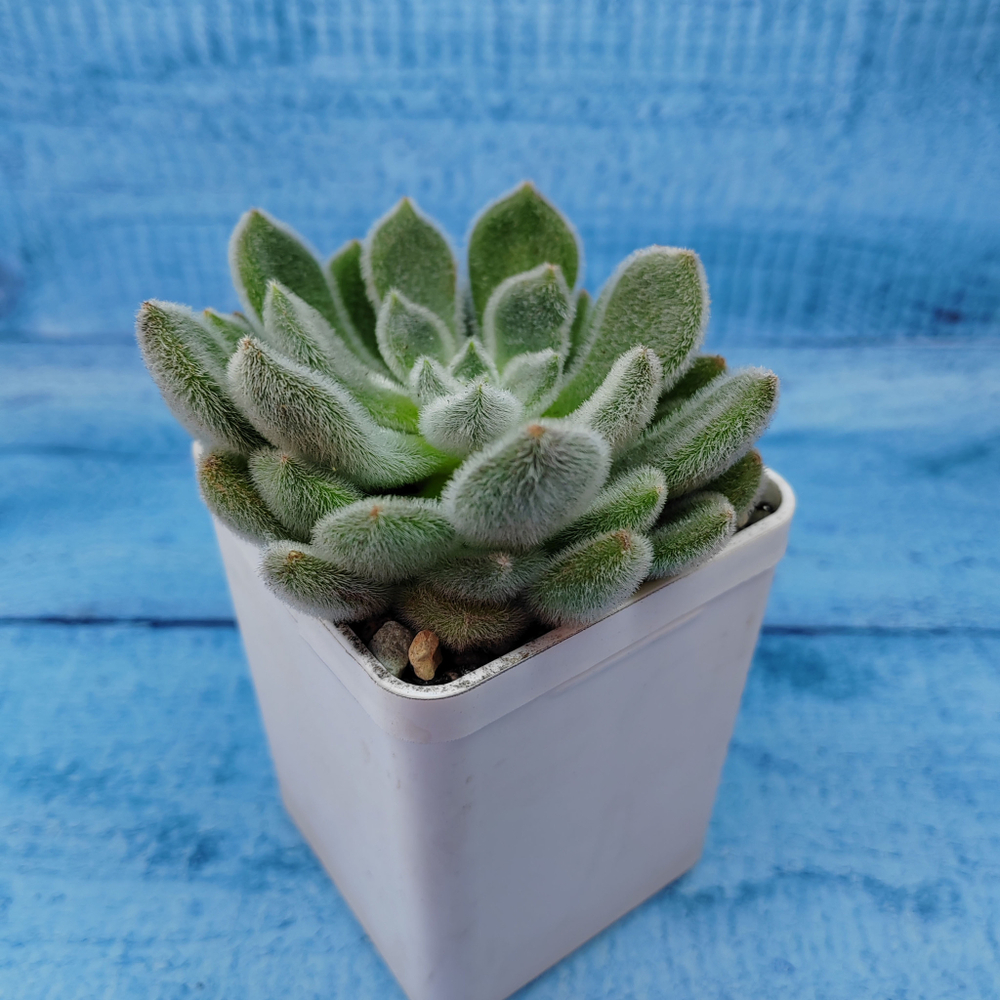 Echeveria Setosa (Эхеверия)