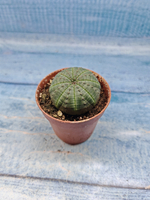 Euphoria Obesa (Эуфорбия)