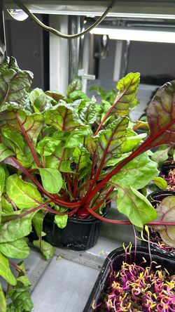 Мангольд красный