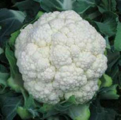 Сеул F1 семена капусты цветной (Hazera / Хазера)