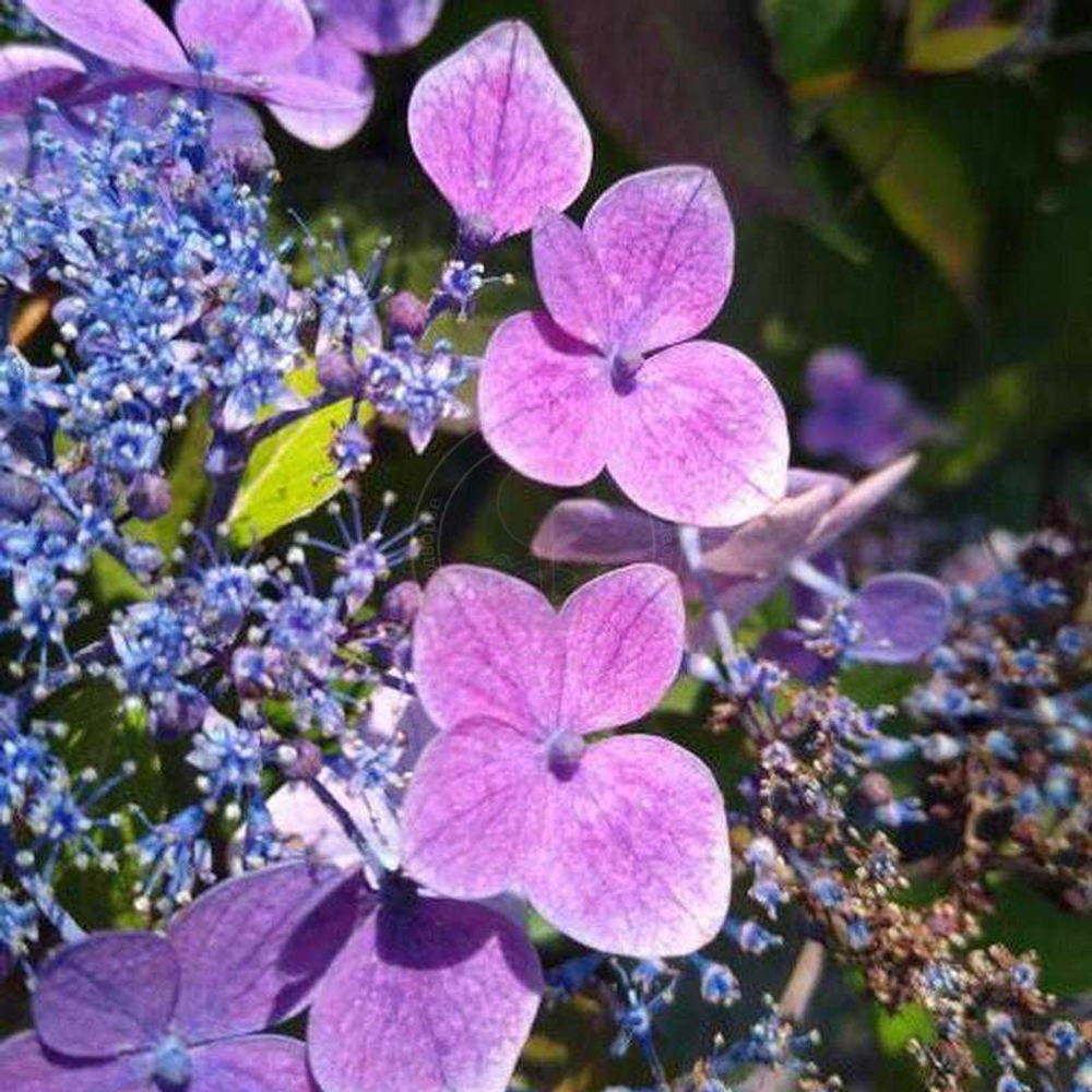 Гортензия пильчатая Блю Клаудс Р9 Закупка М59 апрель 2026