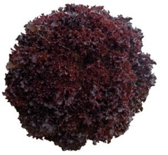 Бакус семена салата лолло росса (Vilmorin / Вильморин)