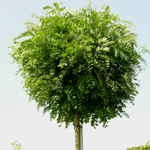 Робиния (Акация) Умракулифера С25 Ра 240-260