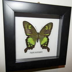 Бабочка Papilio neumoegeni в рамке