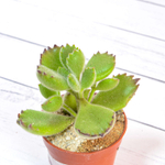 Cotyledon Tomentosa (Котиледон)