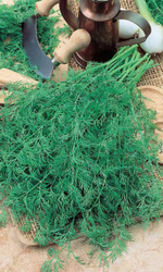 Семена Укроп Супердукат ОЕ 2гр (УД) Е/П