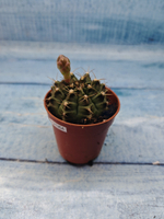 Gymnocalycium Friedrichii (Гимнокалициум)