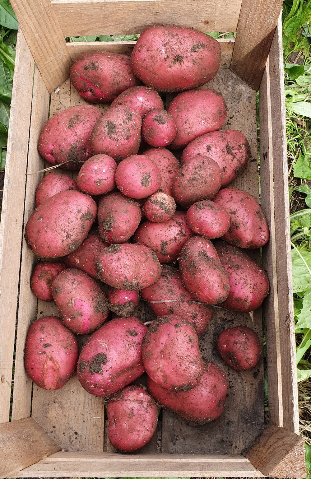 Шарвари Пирошка картофель, Sarvari Piroska Potatoes, комплект из 10 клубней