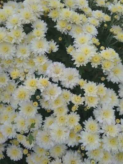 Хр2 Хризантема мультифлора Сорт ко ко шанель.