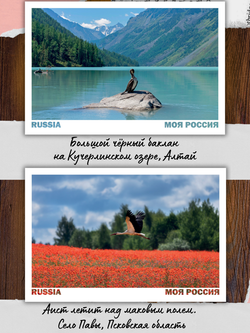 Моя Россия. Птицы