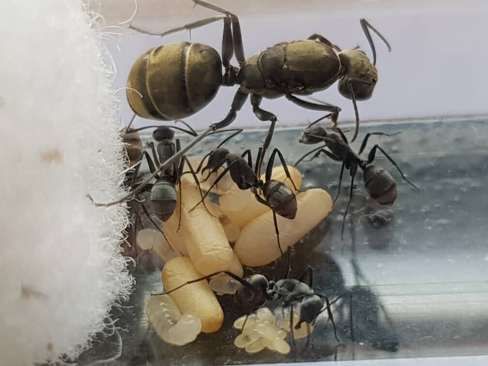 Муравьи Camponotus parius (Реактивный муравей)