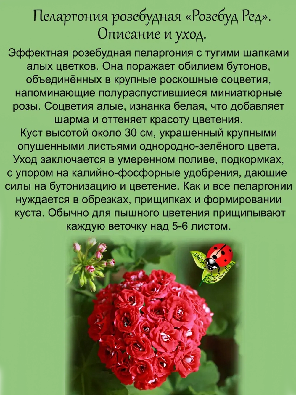Пеларгония Розебуд Ред розебудная
